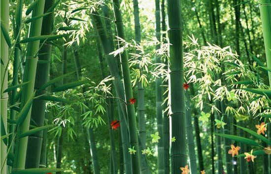 大自然沁人心脾的新鮮空氣，在家也能呼吸到